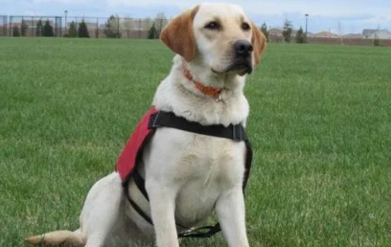 拉布拉多尴尬期有几个月？不了解的都看过来