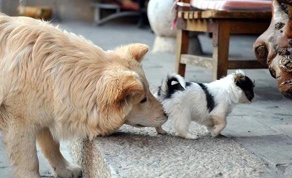 狗狗互相闻屁股的原因竟是这个，长见识了！