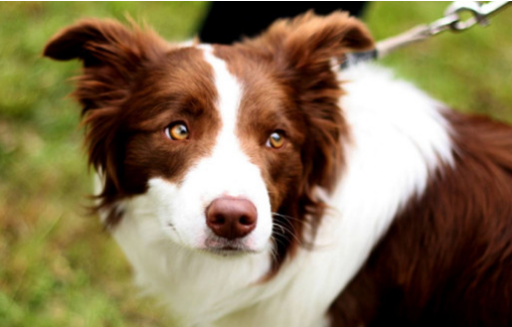 黄白色的边境牧羊犬，很稀有吗？