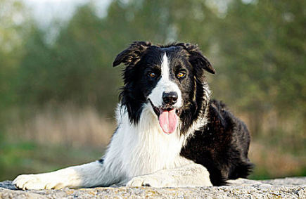 一分钟了解粗蛋白，买狗粮不花冤枉钱