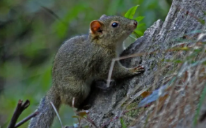 斯氏高山鼠平咬人怎么办？训练方法学习一下！