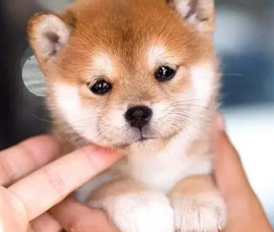 幼犬狗粮怎么泡？正确方法在这！