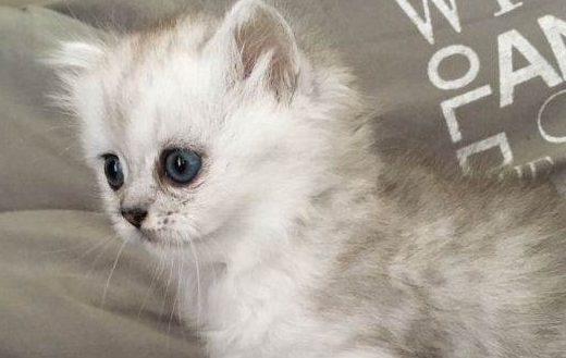 灰白色猫咪是什么品种？一起来瞧瞧吧