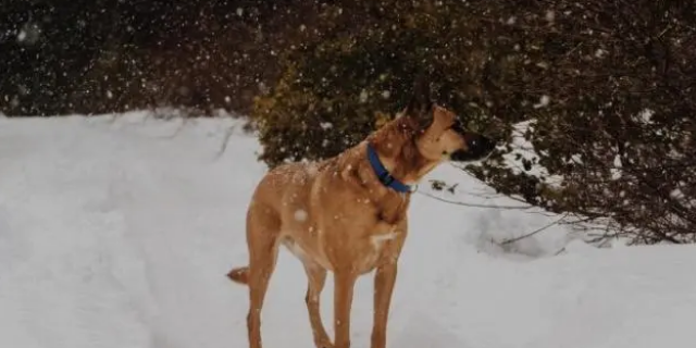 准备一个狗窝，应该怎么做呢？快来看~