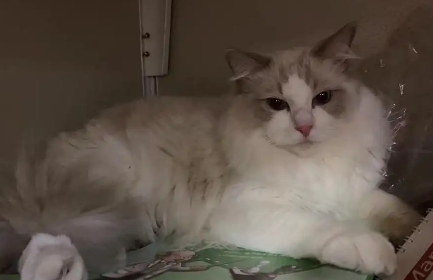 布偶猫只忠诚主人吗?还是对它好就可以~ 布偶猫只忠诚主人吗?还是对它好就可以~