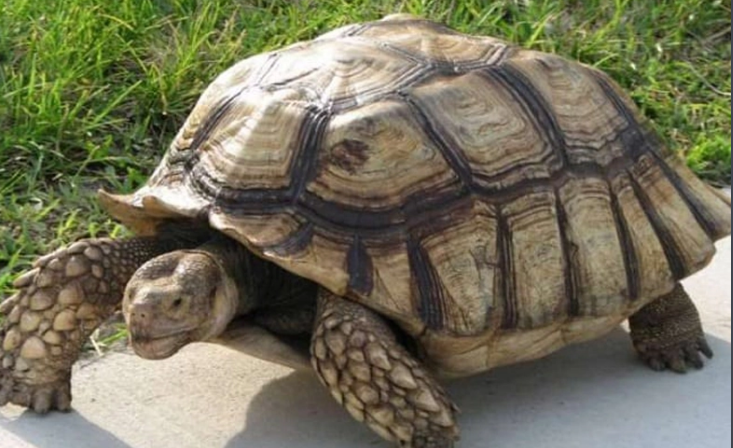 阿根廷象龟可以放在水里养吗？如今有了标准答案