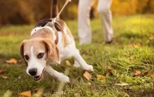 拜宠爽：养狗注意，狗狗体外驱虫别做错了