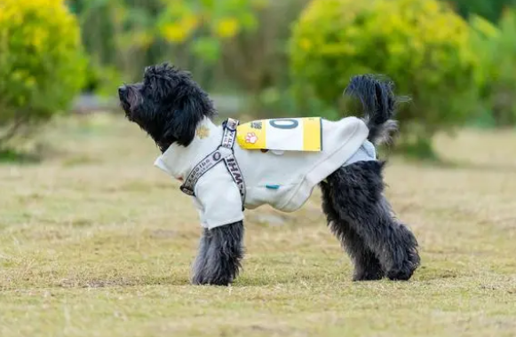 泰迪分几个品种，您知道吗？