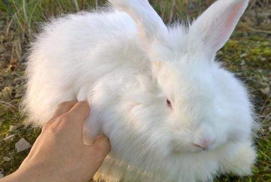 巨型安哥拉兔饲养怎么操作比较好