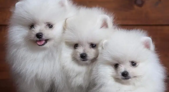 养狗狗的小技巧，你知道多少？