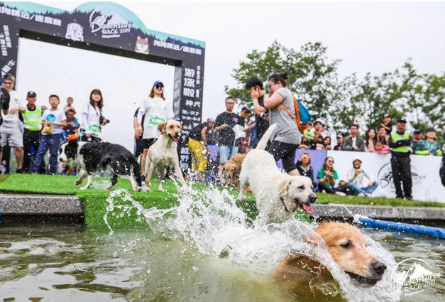盖夫携Daventures Race山地嘉年华，户外运动会看狗狗肆意撒欢 