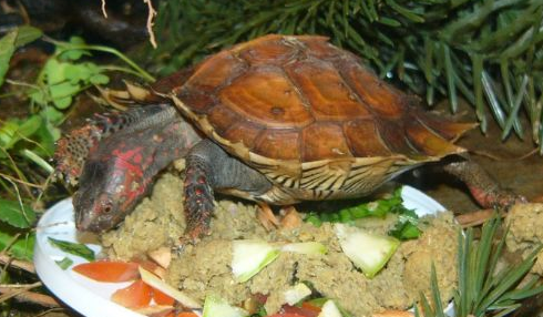 想要饲养刺山龟，训练方法要学会！