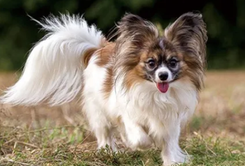 灵巧可爱的蝴蝶犬能陪主人多久呢，来看看吧~