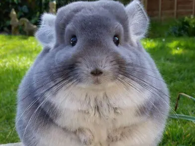 养龙猫的危害有哪些？来这看看吧！