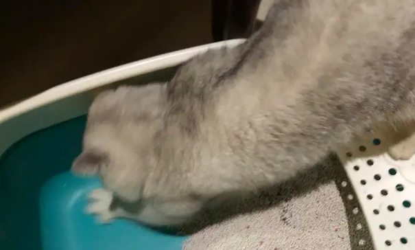 猫为什么不在猫砂盆里拉屎？一般是这里出了问题