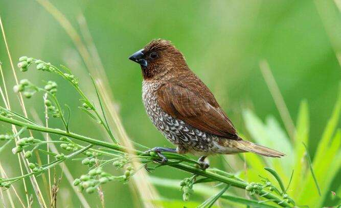 斑文鸟的特点有哪些？一文帮你正确认识这只小可爱！