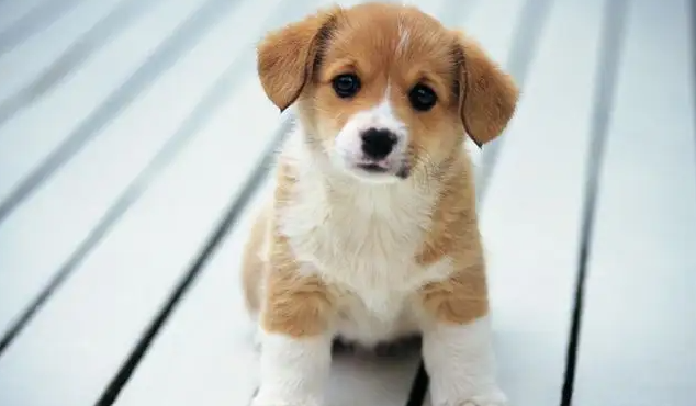 狗狗感冒拉稀怎么办啊？感兴趣的可以来了解一下！