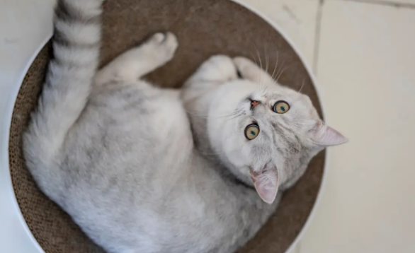 铲屎官科普：海豹猫是什么品种？