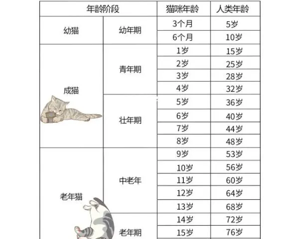 猫咪多久算成年猫，铲屎官如何挑选成猫和幼猫猫粮？