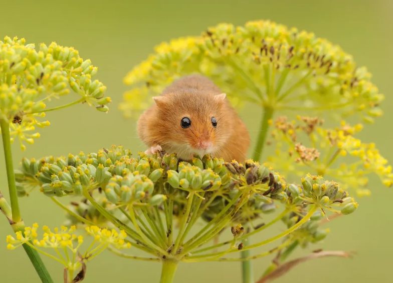 不会挑选巢鼠没有关系，看完这一篇你一定有所收获！
