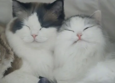 大猫打小猫要制止吗？我来告诉你答案！