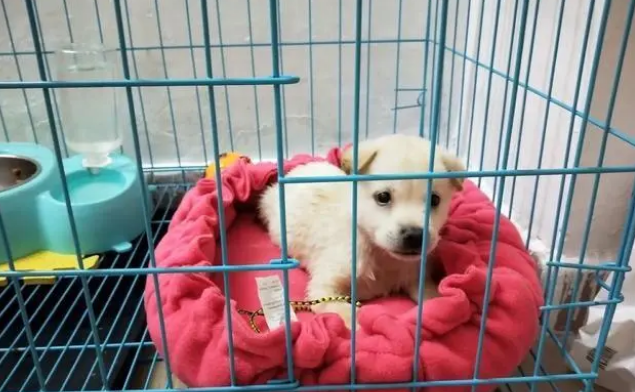 怎样才能让狗狗睡得好？狗窝挑选攻略送给你！