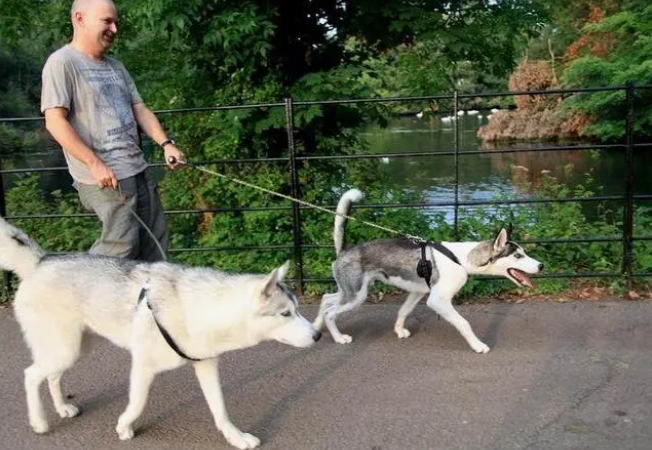 文明遛狗，如何选择适合的牵引绳，让狗狗更舒适