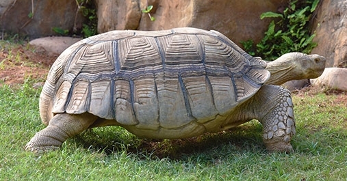 快来了解一下聪明的苏卡达象龟