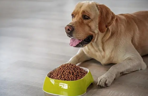 养狗知识:扒一扒狗要吃狗粮的原因 养狗知识:扒一扒狗要吃狗粮的原因