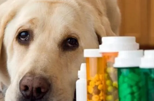 狗感冒拉稀怎么办？铲屎官一定要知道！