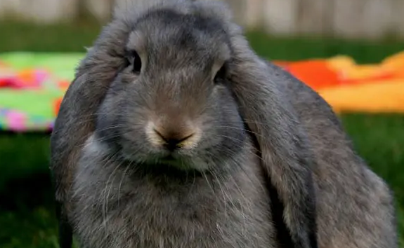 法国垂耳兔怎么洗澡？新手注意这几个步骤