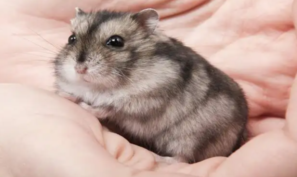 带你了解，仓鼠咬人要打针吗？