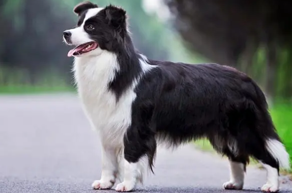 边牧乱吃东西？如何训练它呢