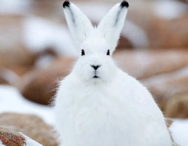 北极兔的价格，看看这篇文章吧