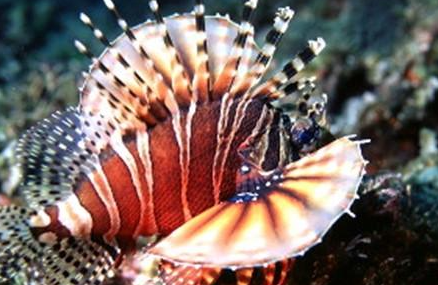 没有鱼鳞的短须狮子鱼：水底的美丽“活礁石”