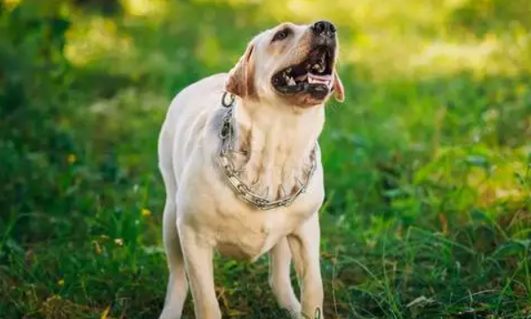 狗狗下半夜二三点叫什么原因？它可能遇到这几种状况了