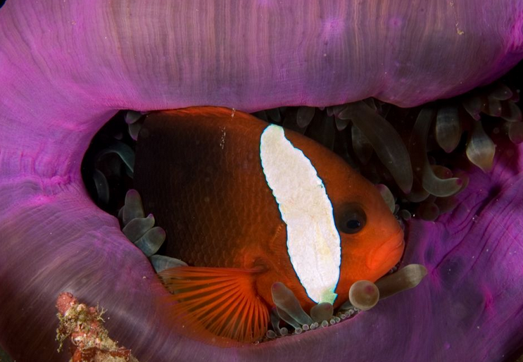 黑锯尾吊售价超乎你的想象！！！