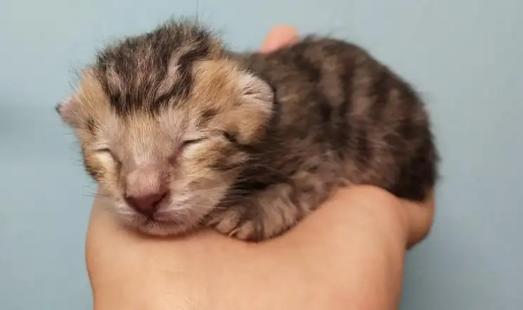 刚出生的猫多久可以睁眼睛？有必要了解一下