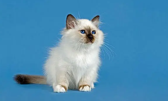 猫咪有9条命的真相是什么？快来揭秘一下