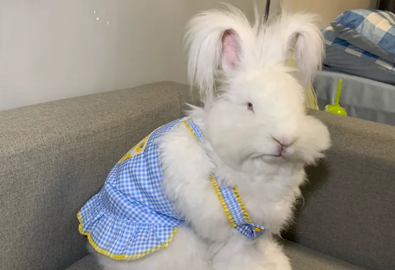 巨型安哥拉兔的毛需要经常剪吗？来瞧瞧~