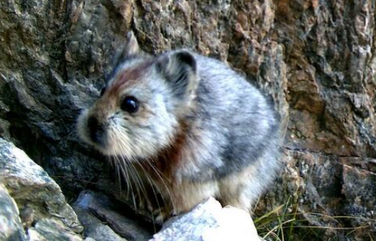 伊犁鼠兔是保护动物？可以个人饲养吗？