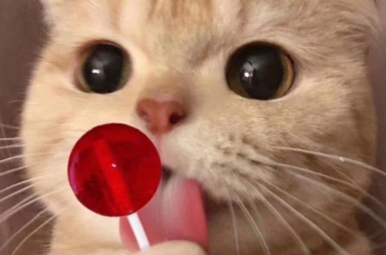 猫零食多久喂一次比较好？铲屎官来看看吧