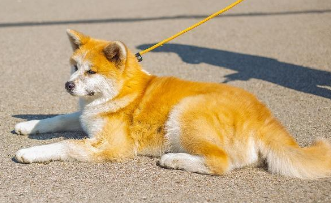 饲养柴犬前，建议了解下柴犬是哪个国家的品种~