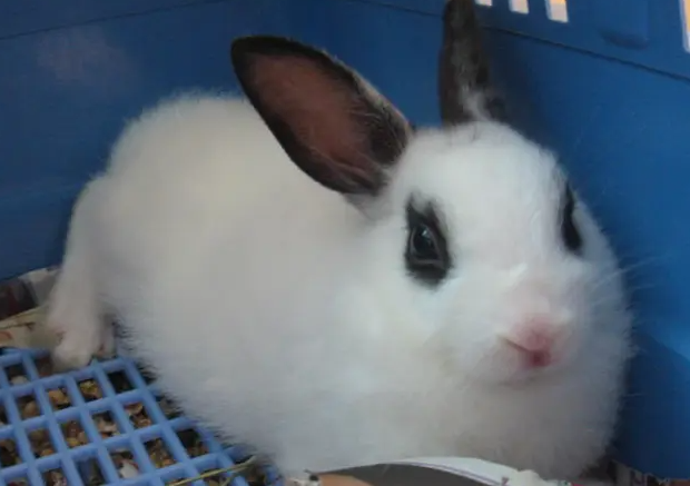 铲屎官科普：海棠兔寿命有多长？