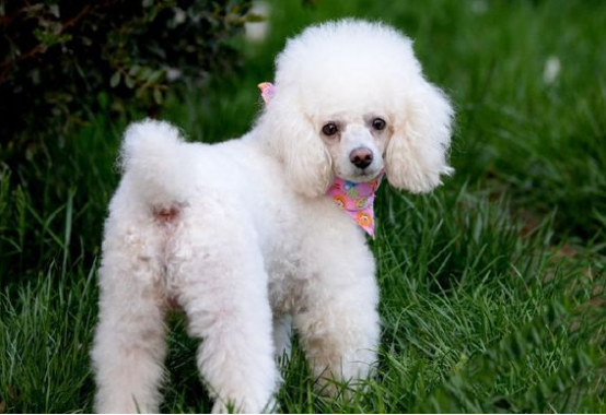 女孩子喜欢贵宾犬的六点原因，一定要了解