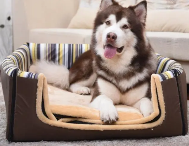 如何给狗狗挑选一个适合它的狗窝？教你几个小技巧