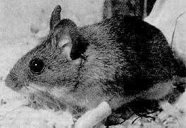 给长尾仓鼠喂什么比较好？养宠小白速度码住