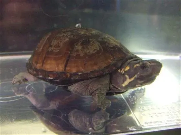 每天一龟之褶皱泥龟，小心它会攻击你