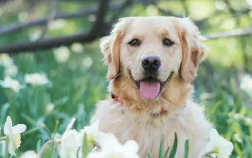 来了解女孩子适合养金毛吗？看完你就明白了！