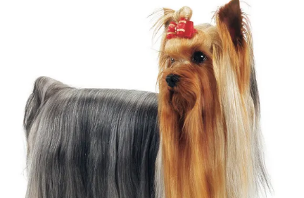 约克夏什么时候换毛?我来告诉你! 约克夏什么时候换毛?我来告诉你!